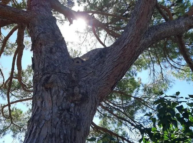 Il Gelso * Montopoli in Val dʼArno